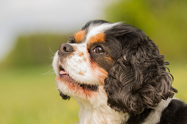 Cavalier King Charles Dog Portrait