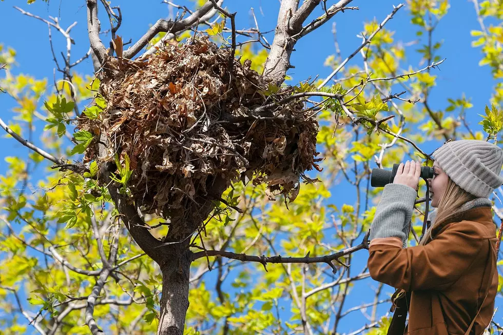 That Ball of Leaves in Your Tree Isn’t a Bird’s Nest