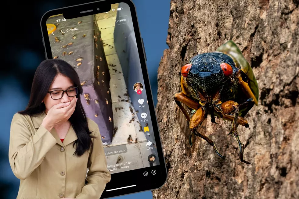 Watch the Cicada Chaos As Trillions of Insects Emerge from Their Subterranean Slumber
