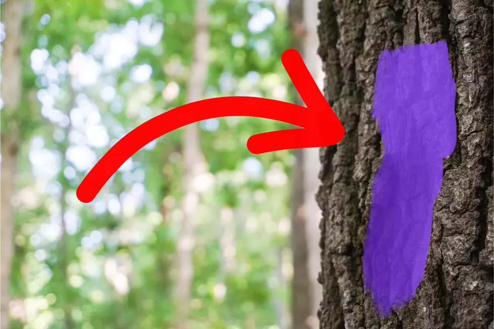 See Purple Paint in the Woods in Maine? You Need to Leave Right Away