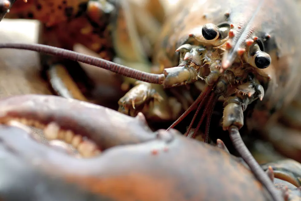 Belfast Lobster Predicting Early Winter…Yes, You Read That Correctly