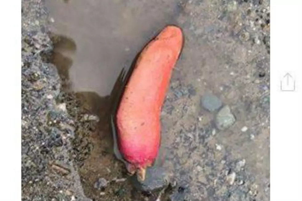 If You’re Missing A Finger, The Bangor Police Department Found It For You