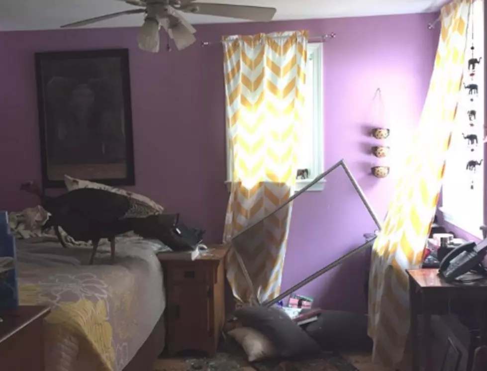 A Real Dirty Bird: Turkey Peeps On, Breaks Into Kennebunk Home