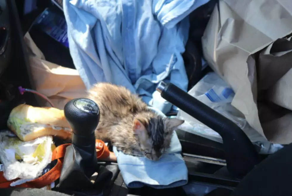 Intoxicated Maine Woman Arrested After Repeatedly Throwing Small Kittens Into Pond