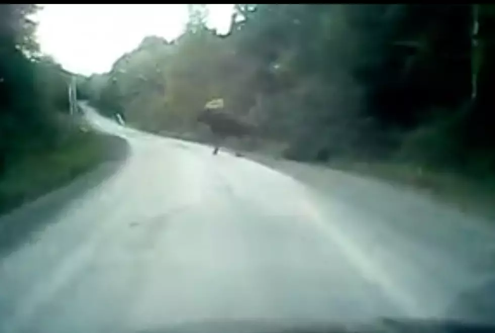 WATCH: Mail Carrier In Maine Has A Close Call With Monster Moose
