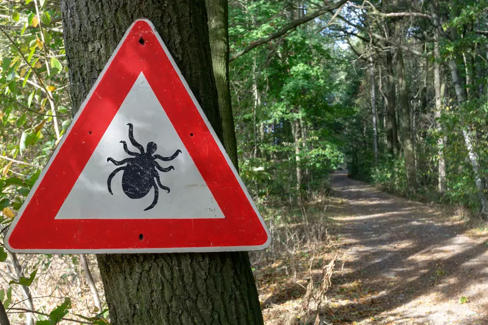 A New ‘Life-Threatening’ Tick Has Been Discovered in Maine