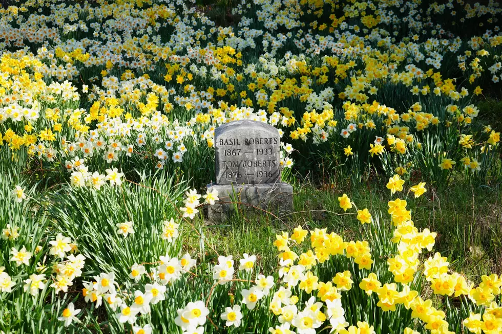 Daffodils Put on a Spectacular Show Every Spring at This Saco, Maine Cemetery