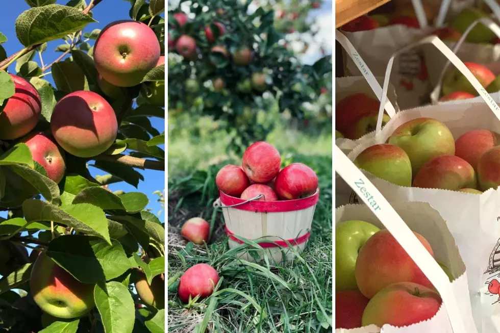Here Are 15 of the Best Places to Go Apple Picking in New Hampshire